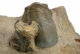 Paralejurus Trilobite Fossil - Atchana, Morocco #312777-4